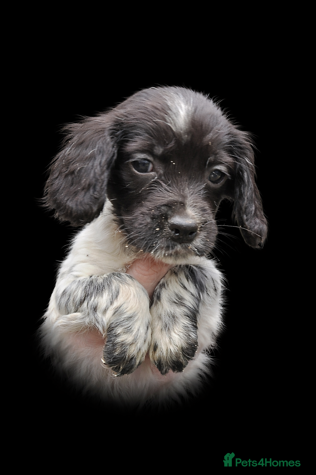 Cocker Spaniel dogs for sale: Cocker Spaniel pups  - Advert 3