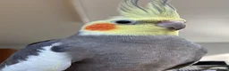 Cockatiels birds for sale: Cockatiels 🕊️ | Wee and Adults Available  in Ruislip - Advert 5