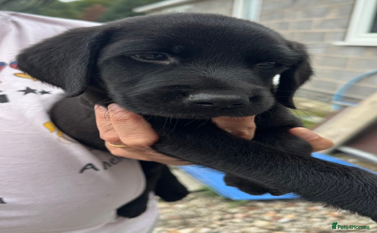 Labrador Retriever dogs - Advert 10