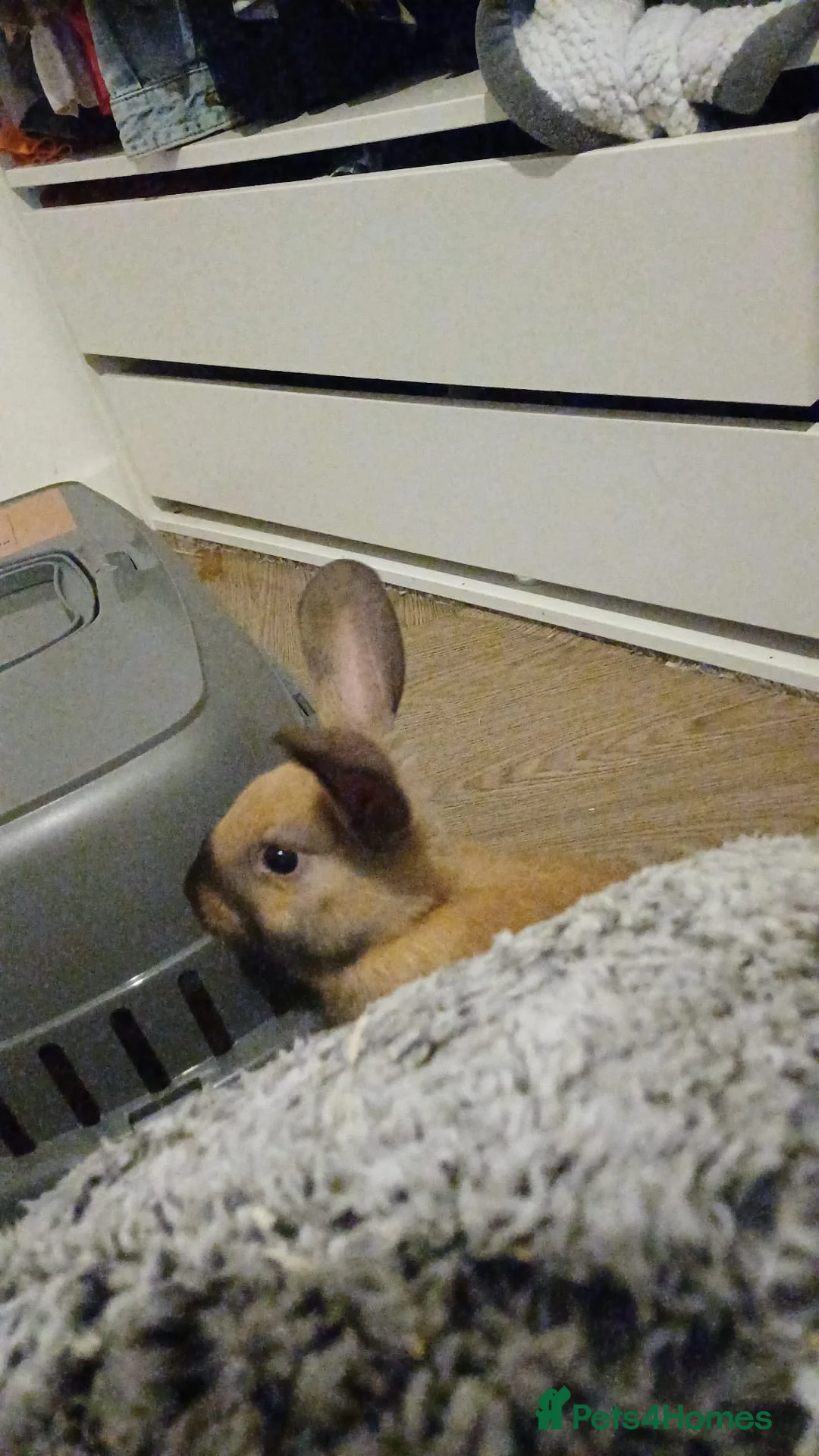 Mixed Breed rabbits for sale: Rabbit rehoming  in Wilmslow - Advert 5