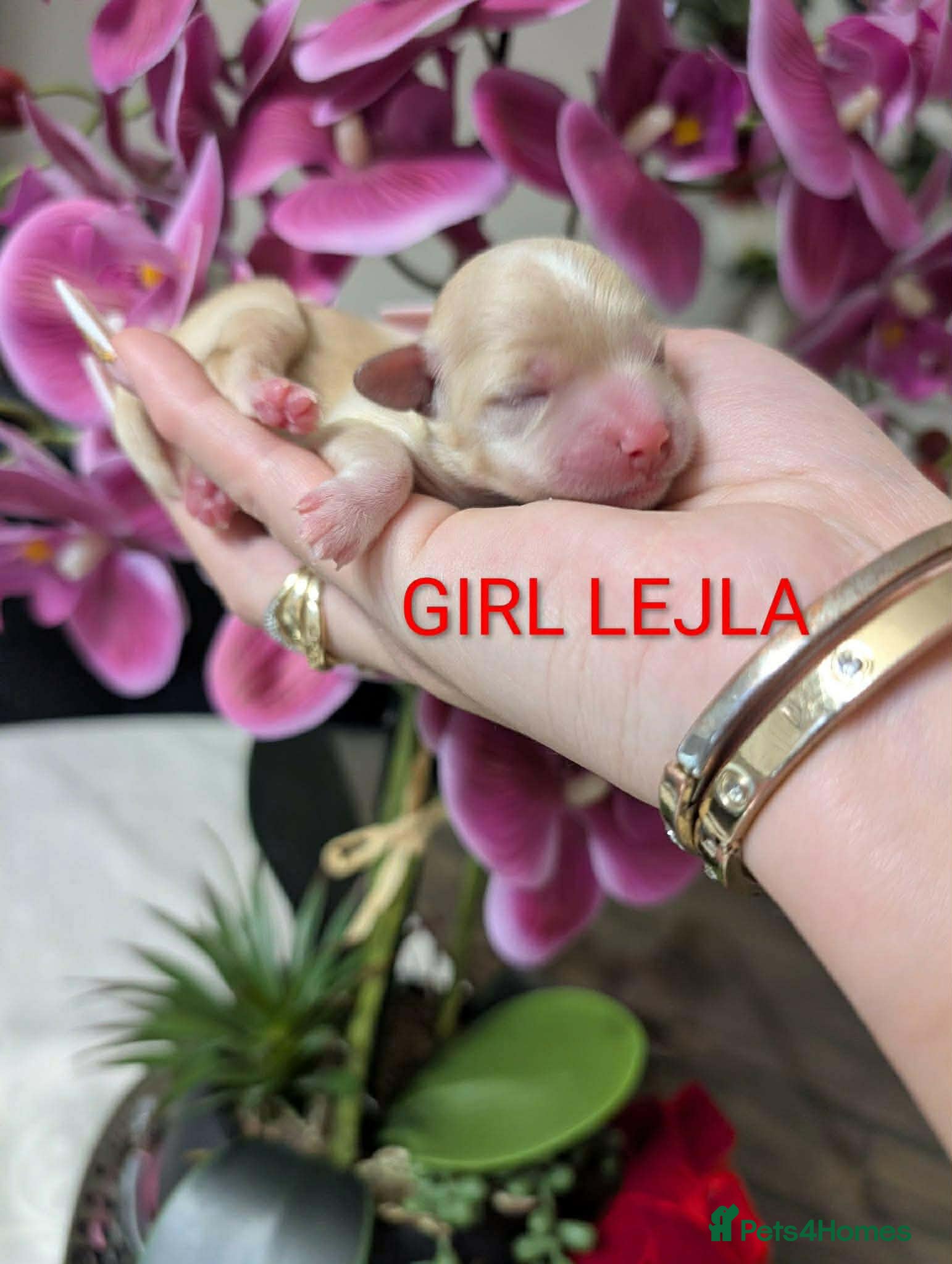 Maltipoo dogs 💫EXCEPTIONAL LUXURY F1 MALTIPOO PUPPIES🩷🩵🩷 - Advert 1