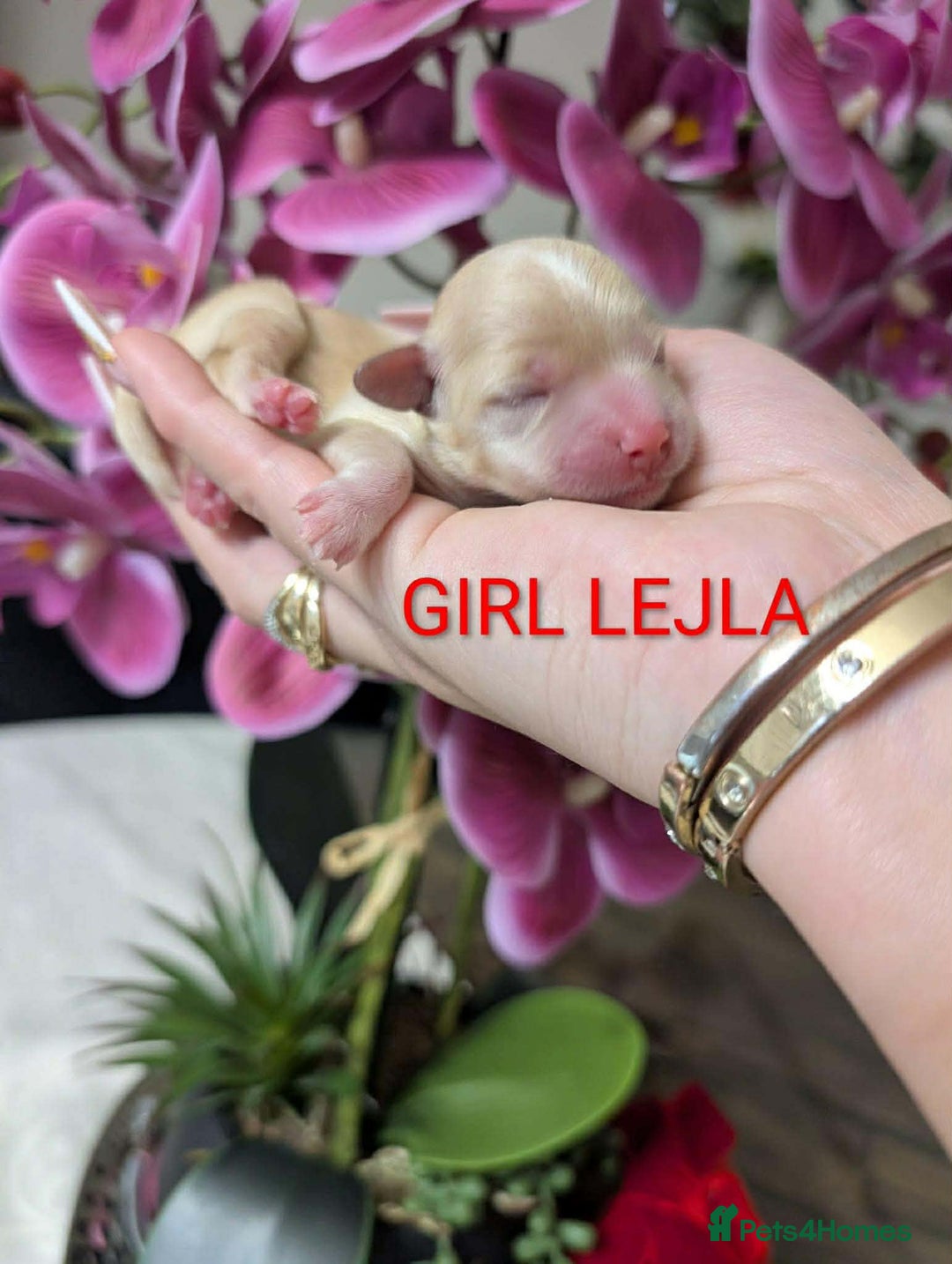 Maltipoo dogs for sale: 💫EXCEPTIONAL LUXURY F1 MALTIPOO PUPPIES🩷🩵🩷 - Advert 1