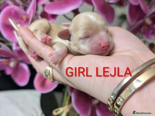 Maltipoo dogs 💫EXCEPTIONAL LUXURY F1 MALTIPOO PUPPIES🩷🩵🩷 - Advert 1