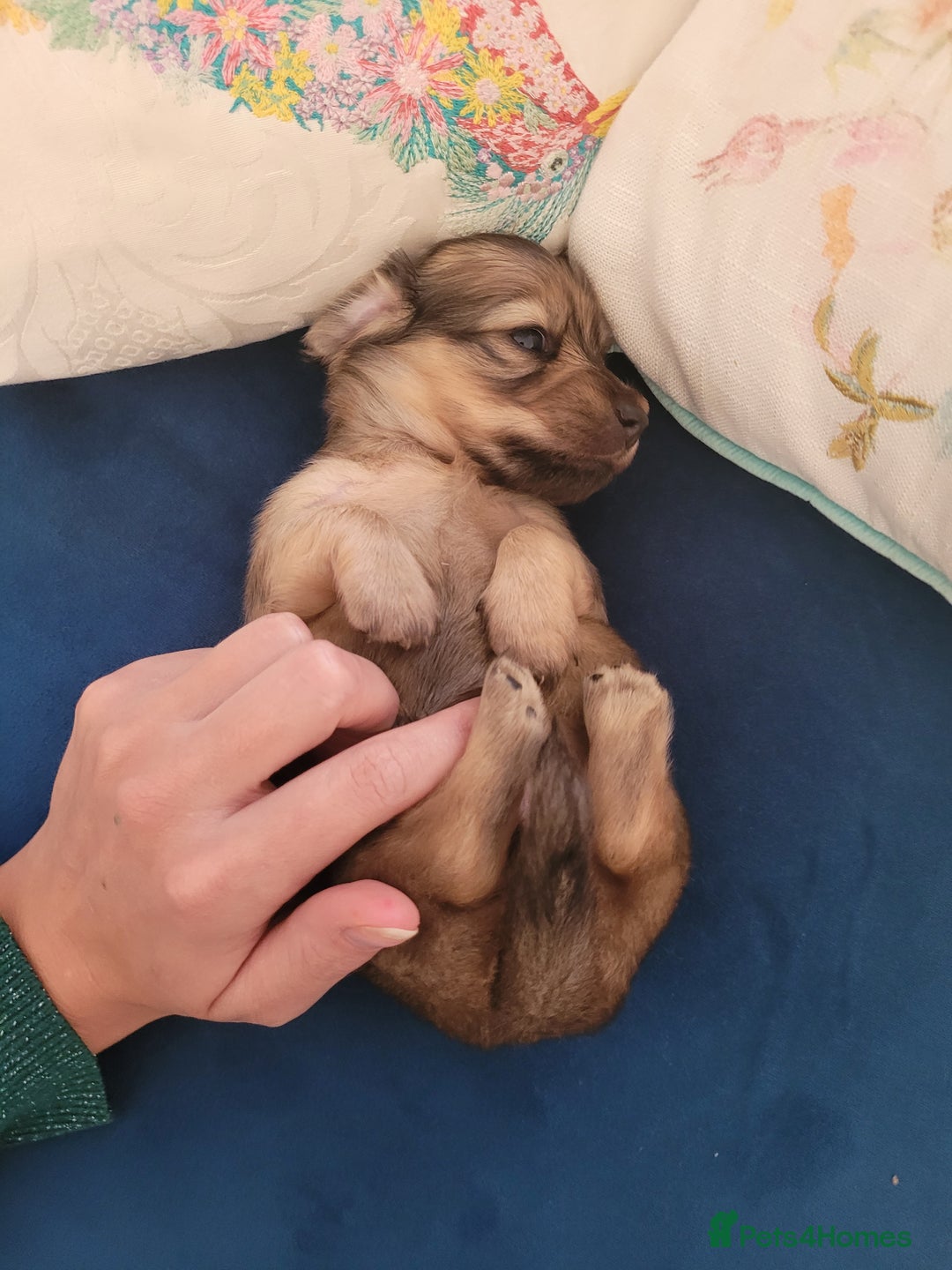 Miniature Dachshund dogs for sale: Beautiful kc long haired mini sausages - Image 10