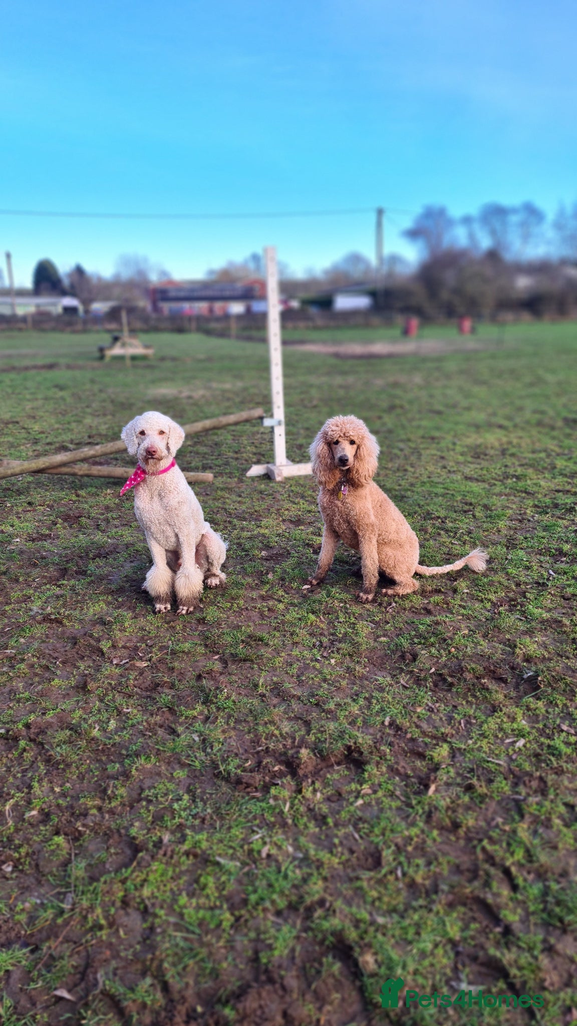 Standard Poodle dogs Kc Standard poodle boys  - Advert 2