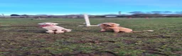 Standard Poodle dogs for sale: 💙Ready Now💙KC Registered Standard Poodle Boys 💙 - Advert 6