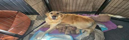 Golden Retriever dogs for sale: Beautiful Golden Retriever Pups - Advert 12
