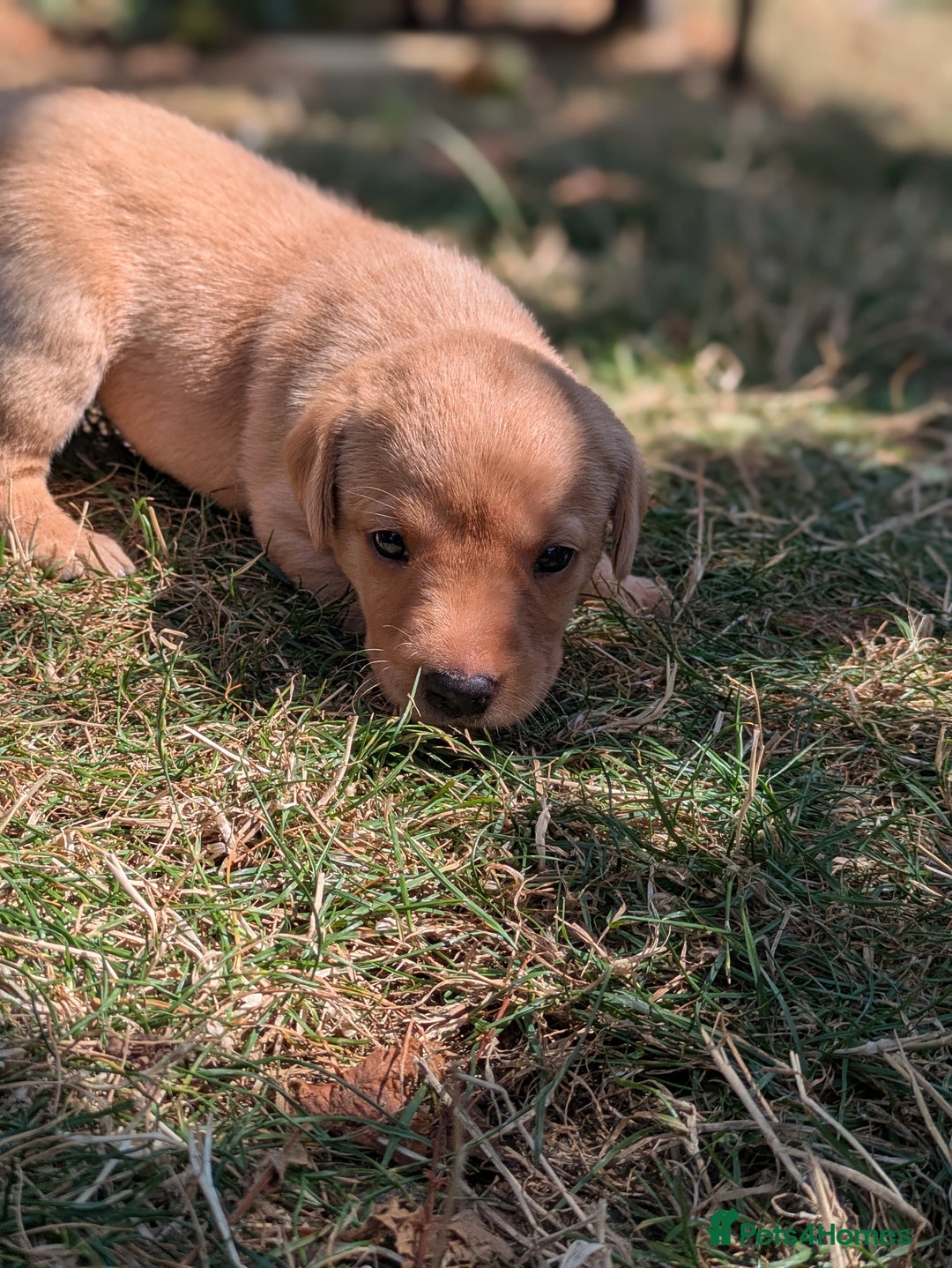 Labrador Retriever dogs for sale: Exceptional KC Labrador Puppies for Sale - Image 12