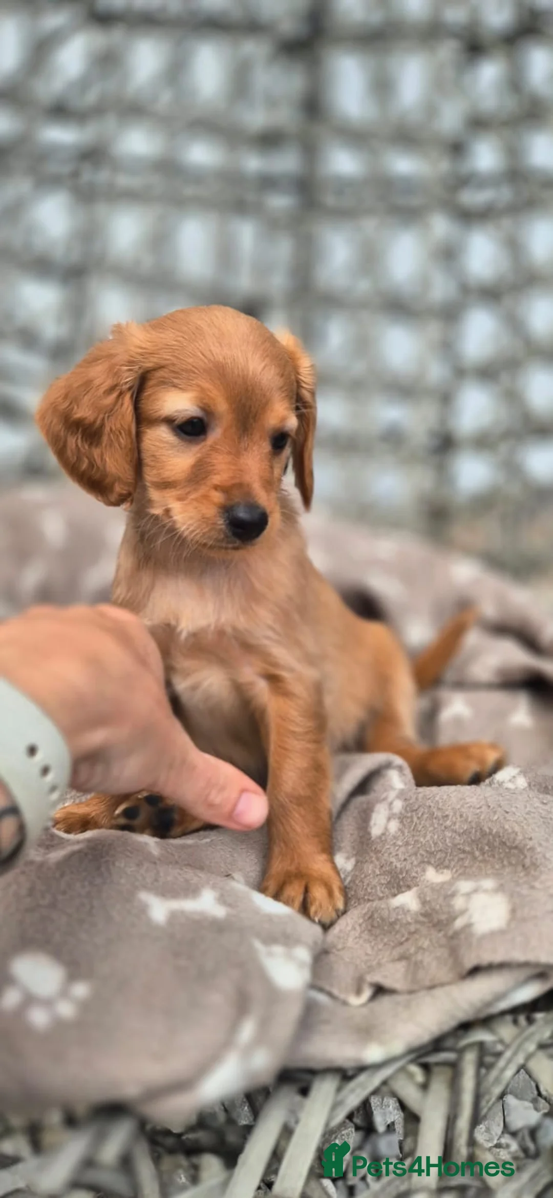 Goldendoodle dogs for sale: Golden Doodles (miniatures) - Advert 25