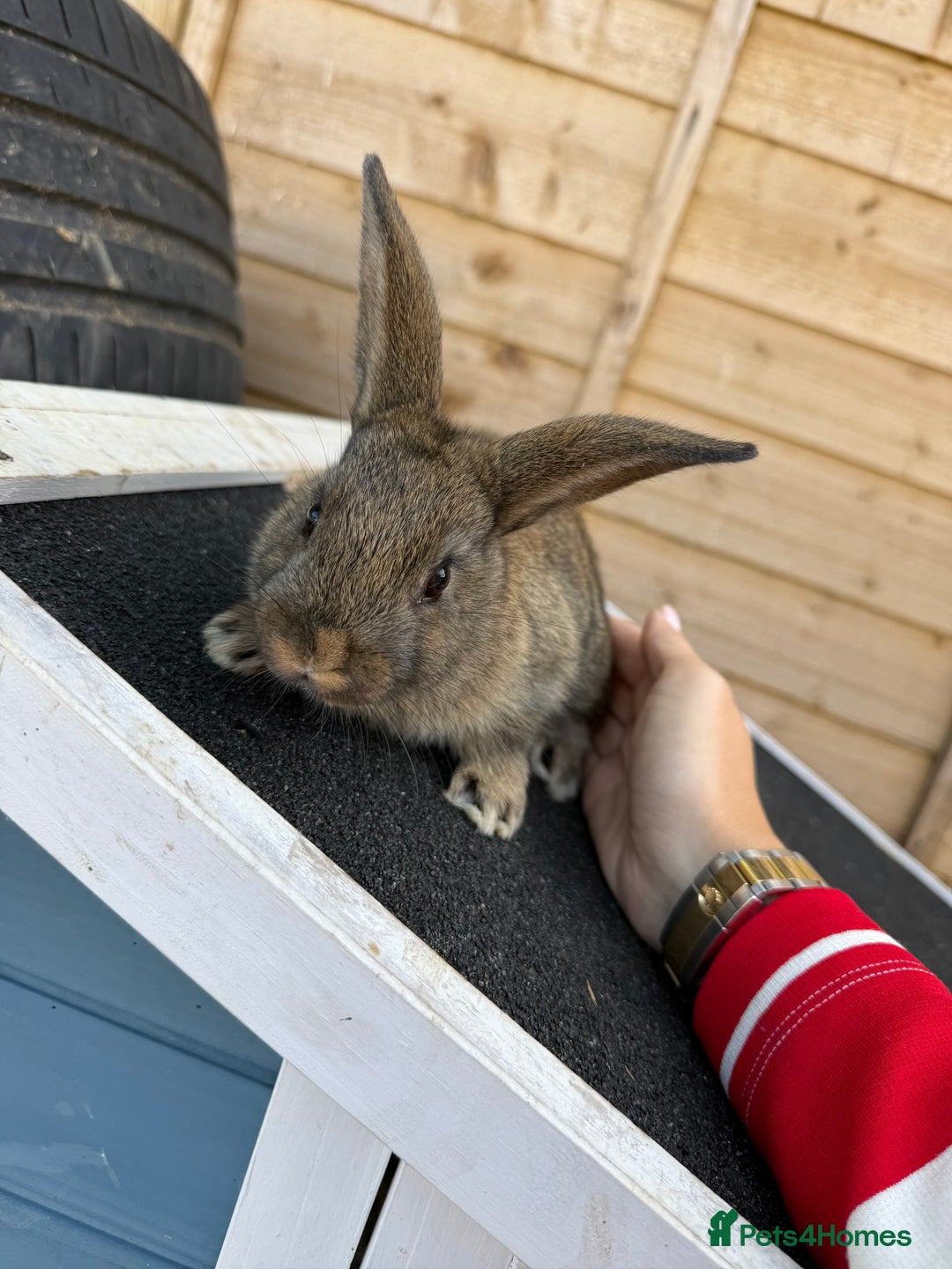 Harlequin rabbits for sale: 2 harlequin doe’s for sale - Image 1
