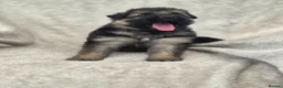 German Shepherd dogs for sale: German shepherd pups - Advert 13