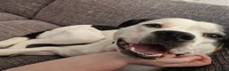 Mixed Breed dogs for sale: Male Border Collie Cross - Advert 11