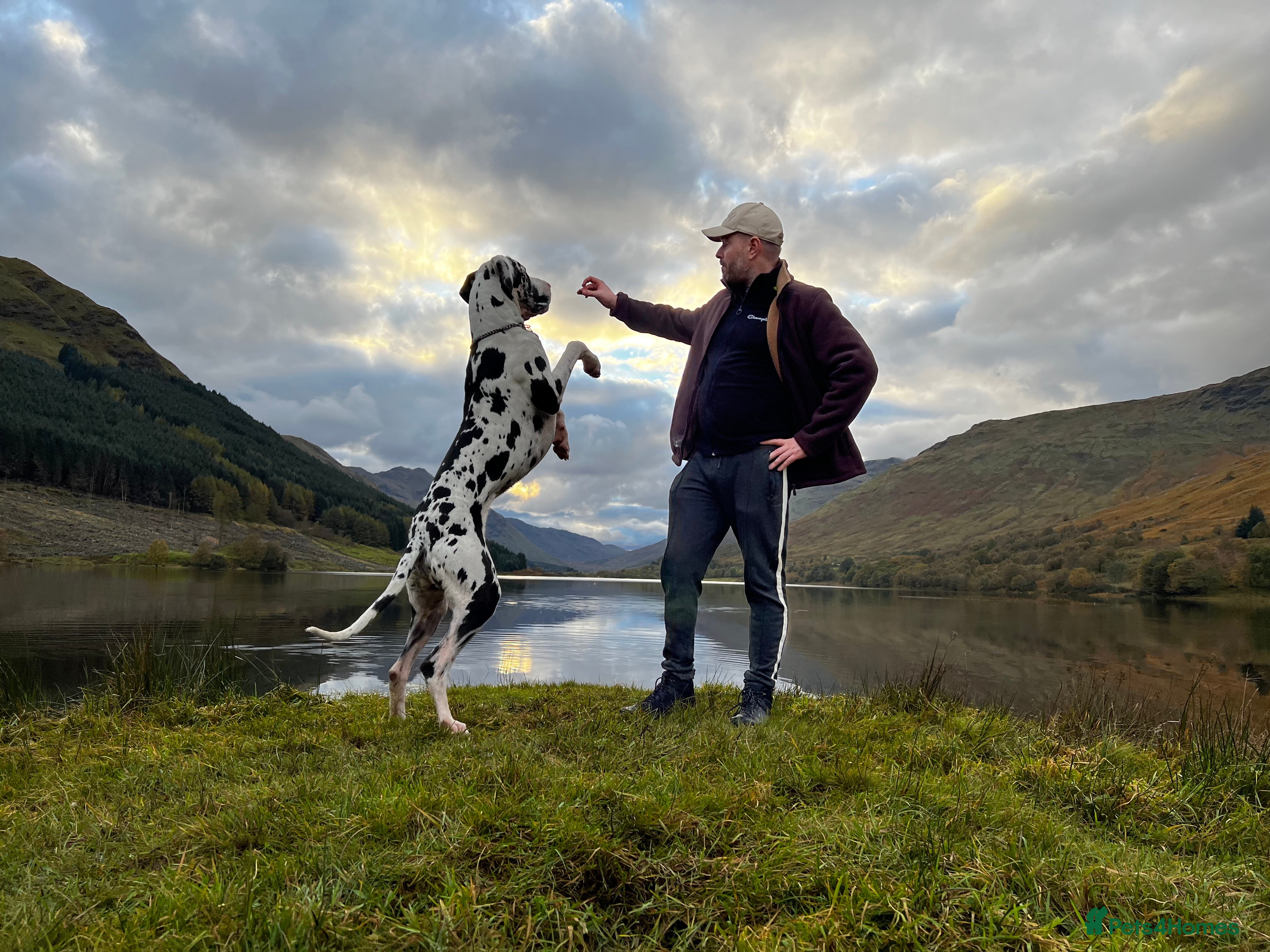 Great Dane dogs Karl the Great Dane for stud  in London - Advert 1