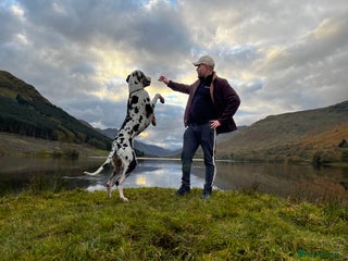 Great Dane dogs in London - Advert 3