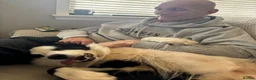 Border Collie dogs for stud: Rock  - Advert 8