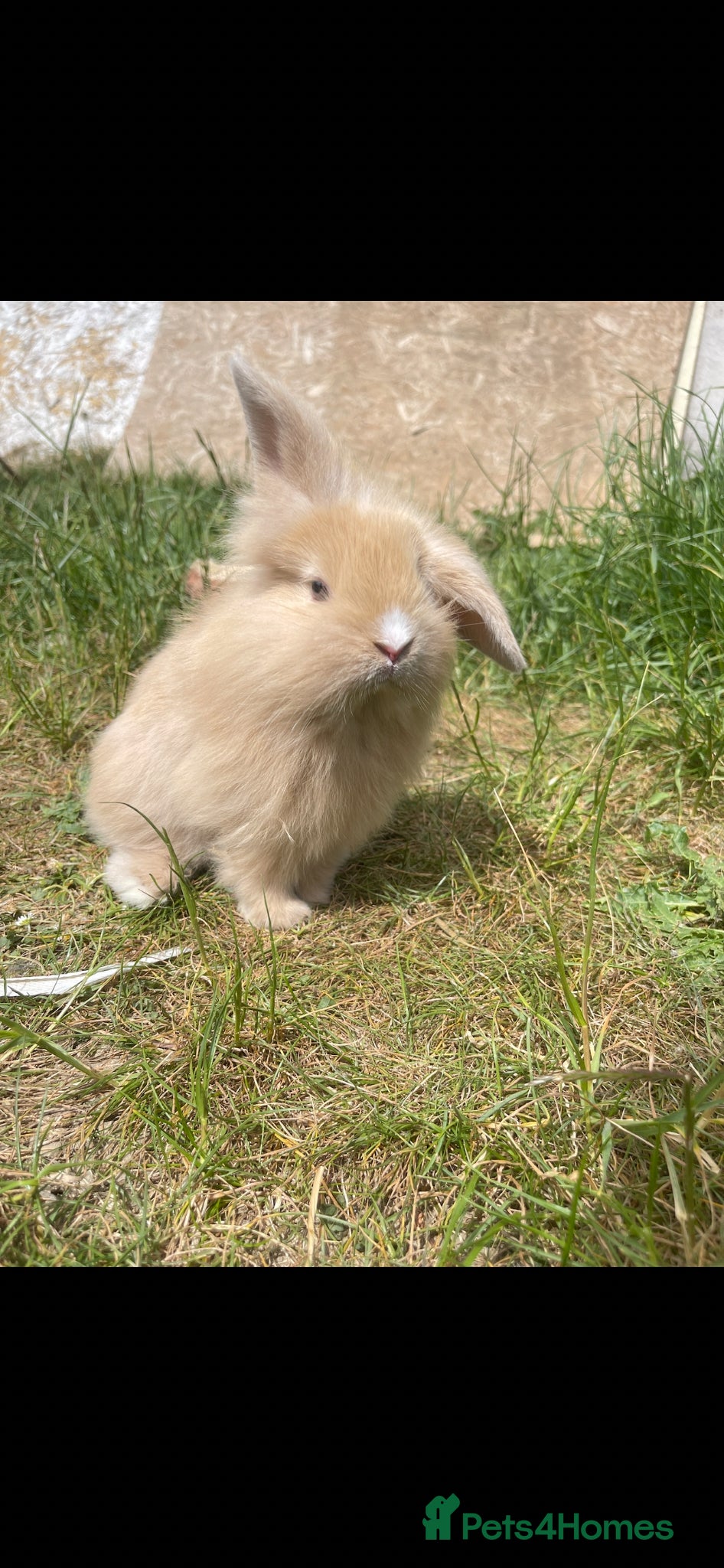 Mini Lion Lop rabbits Female mini Lop - Advert 2