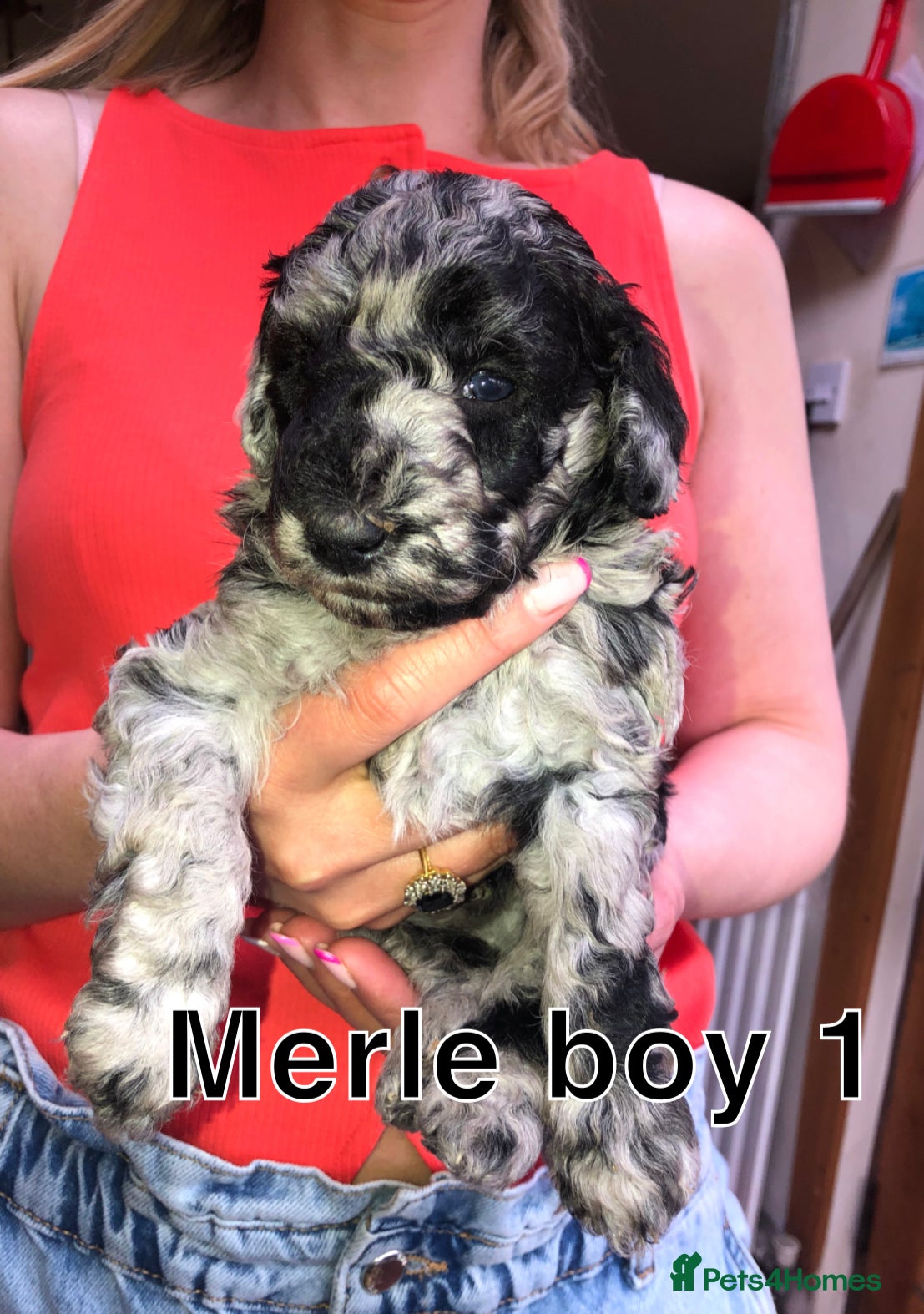 Miniature Poodle dogs Miniature Poodle Puppies Looking for Loving Homes  - Advert 7