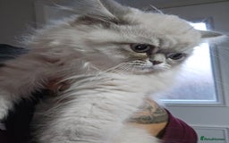 Persian cats for sale: Blue point Persian kitten - Image 3