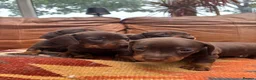 Miniature Dachshund dogs for sale: Beautiful KC Chocolate and Tan Mini Dachshunds - Advert 3