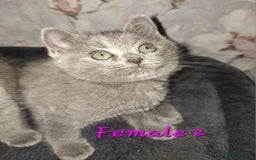 British Shorthair cats for sale: British shorthair kittens - Image 11