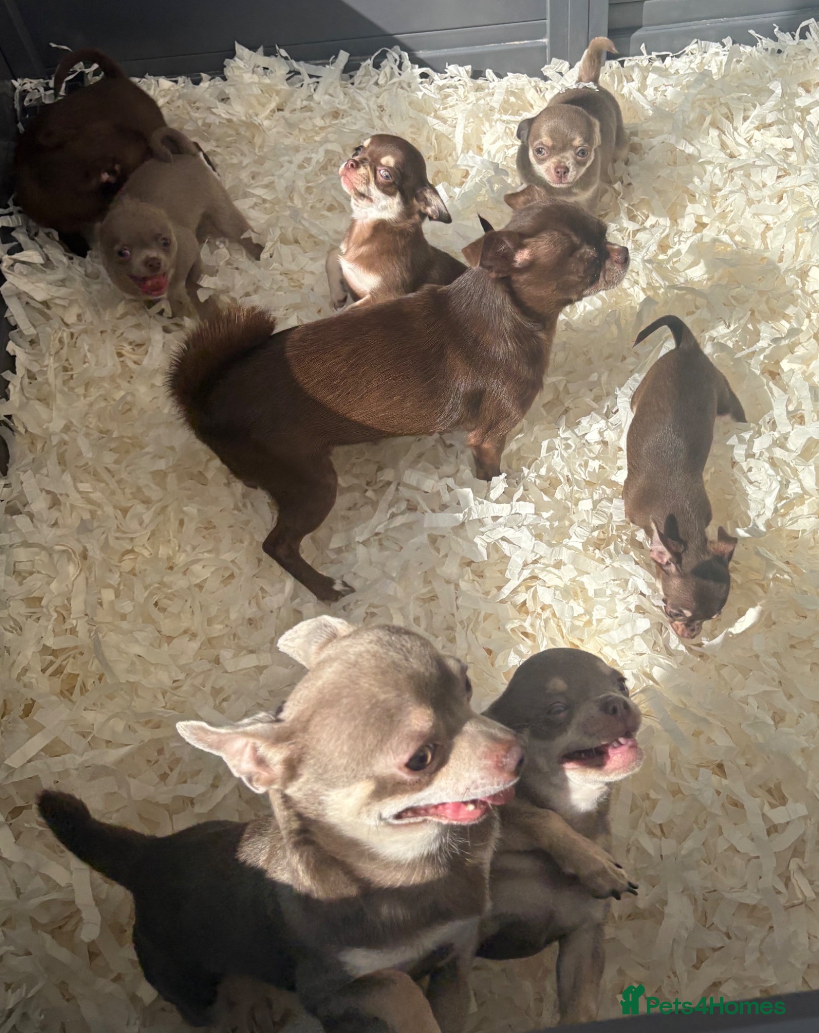 Chihuahua dogs Chihuahua Puppies. Excellent Pedigree - Advert 1
