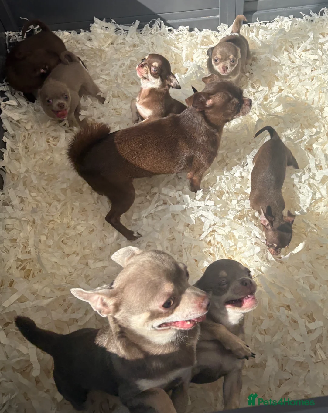 Chihuahua dogs for sale: Chihuahua Puppies. Excellent Pedigree - Advert 1
