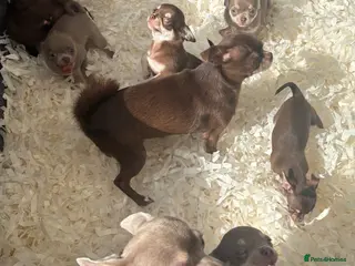 Chihuahua dogs Chihuahua Puppies. Excellent Pedigree - Advert 6