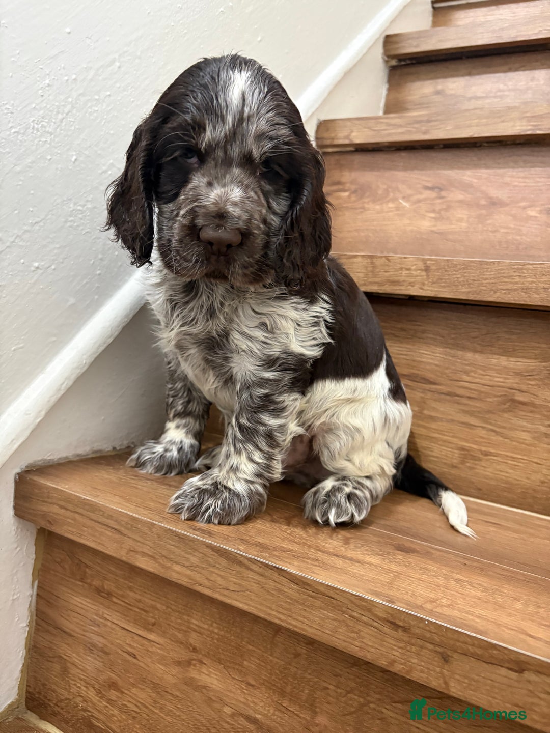 Cocker Spaniel dogs for sale: Beautiful Show-Type Cocker Spaniel puppies - Advert 6
