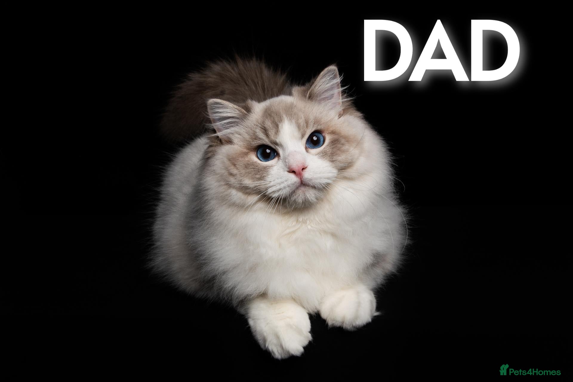 Ragdoll cats for sale: BEST RAGDOLL KITTENS CHAMPIONS PARENTS EU ACTIVE - Advert 1