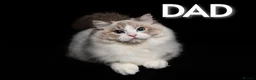 Ragdoll cats for sale: BEST RAGDOLL KITTENS CHAMPIONS PARENTS EU ACTIVE - Advert 1