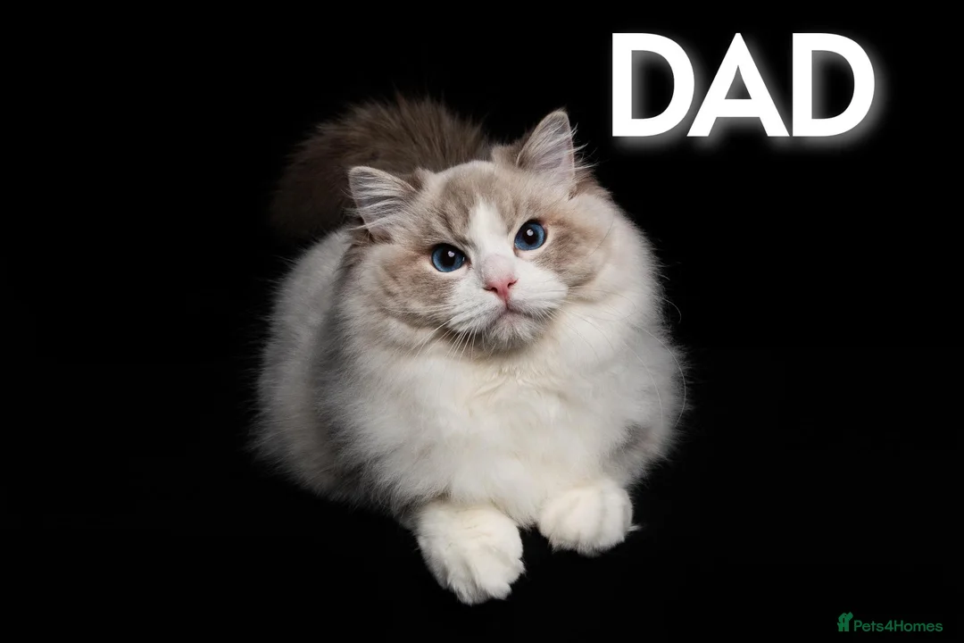 Ragdoll cats for sale: BEST RAGDOLL KITTENS CHAMPIONS PARENTS EU ACTIVE - Advert 1