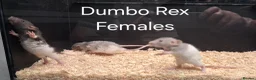 Rat rodents for sale: Baby Dumbo Rat's available, Males & Females  - Advert 6