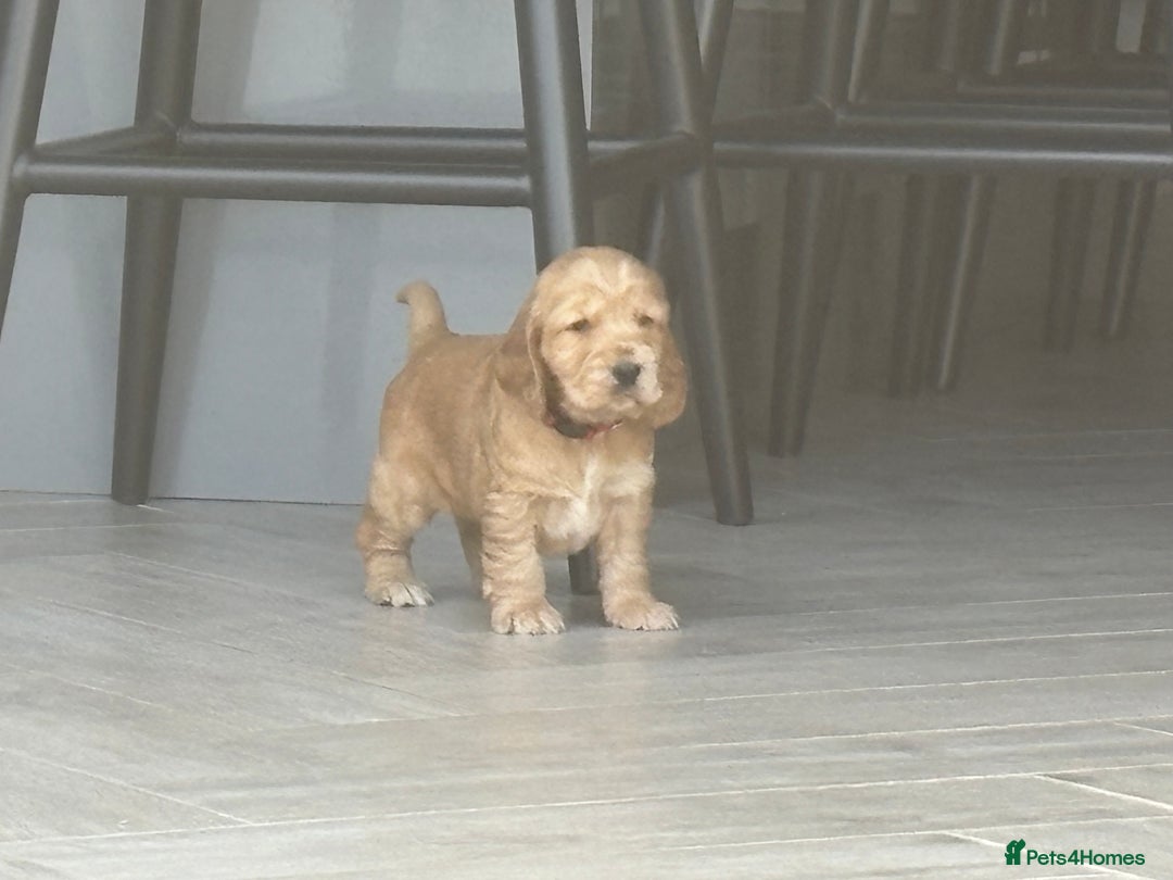 Cocker Spaniel dogs for sale: KC Reg show Type Cocker Spaniels VILLASPANIOL sire - Image 28