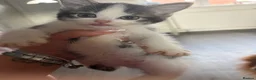 Mixed Breed cats for sale: Kittens for sale  - Advert 7