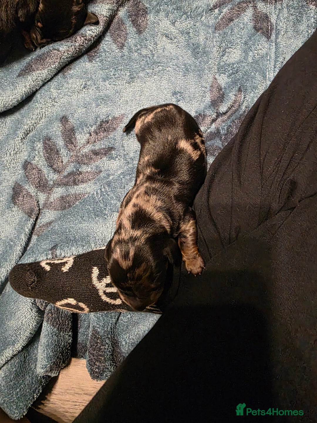 Miniature Dachshund dogs for sale: Miniature Dachshunds  - Advert 10