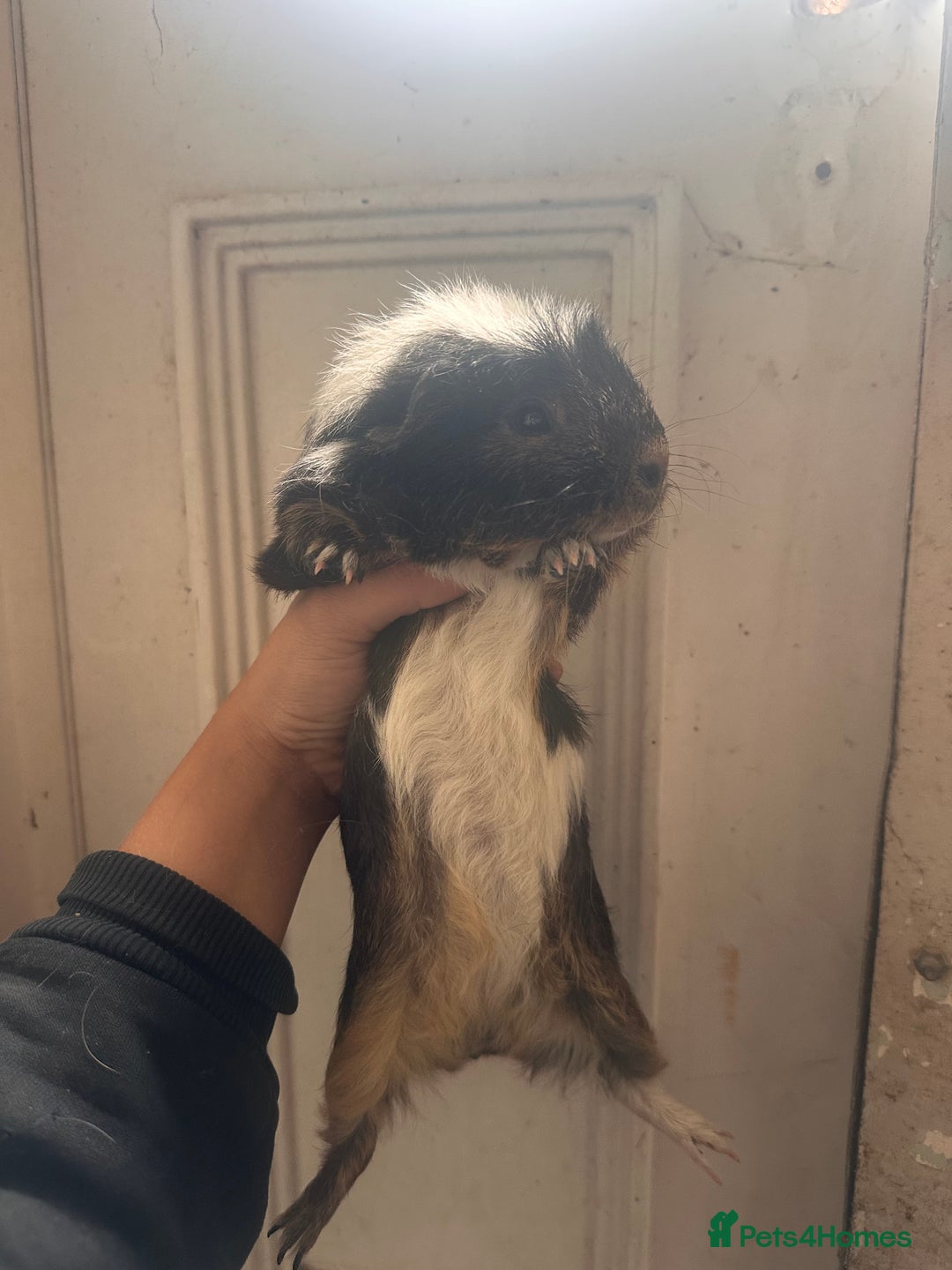 Guinea Pig rodents for sale: Piggys  - Image 4