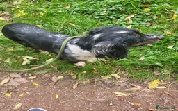 Cocker Spaniel dogs for stud: Cocker spaniel stud - Image 2