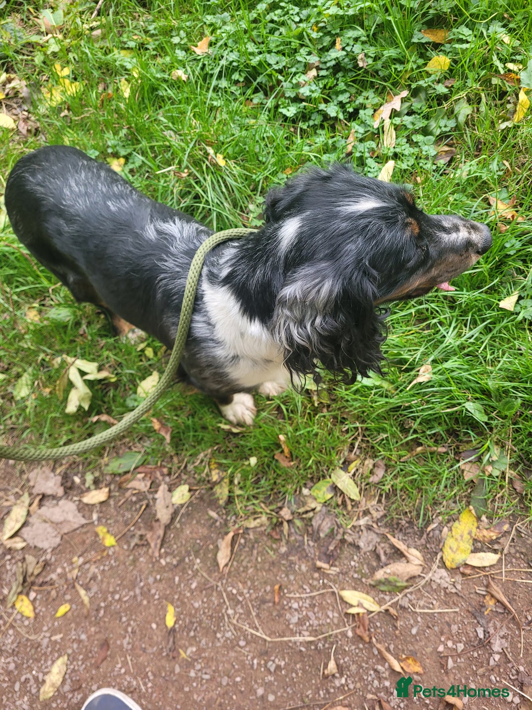 Cocker Spaniel dogs for stud: Cocker spaniel stud - Image 2