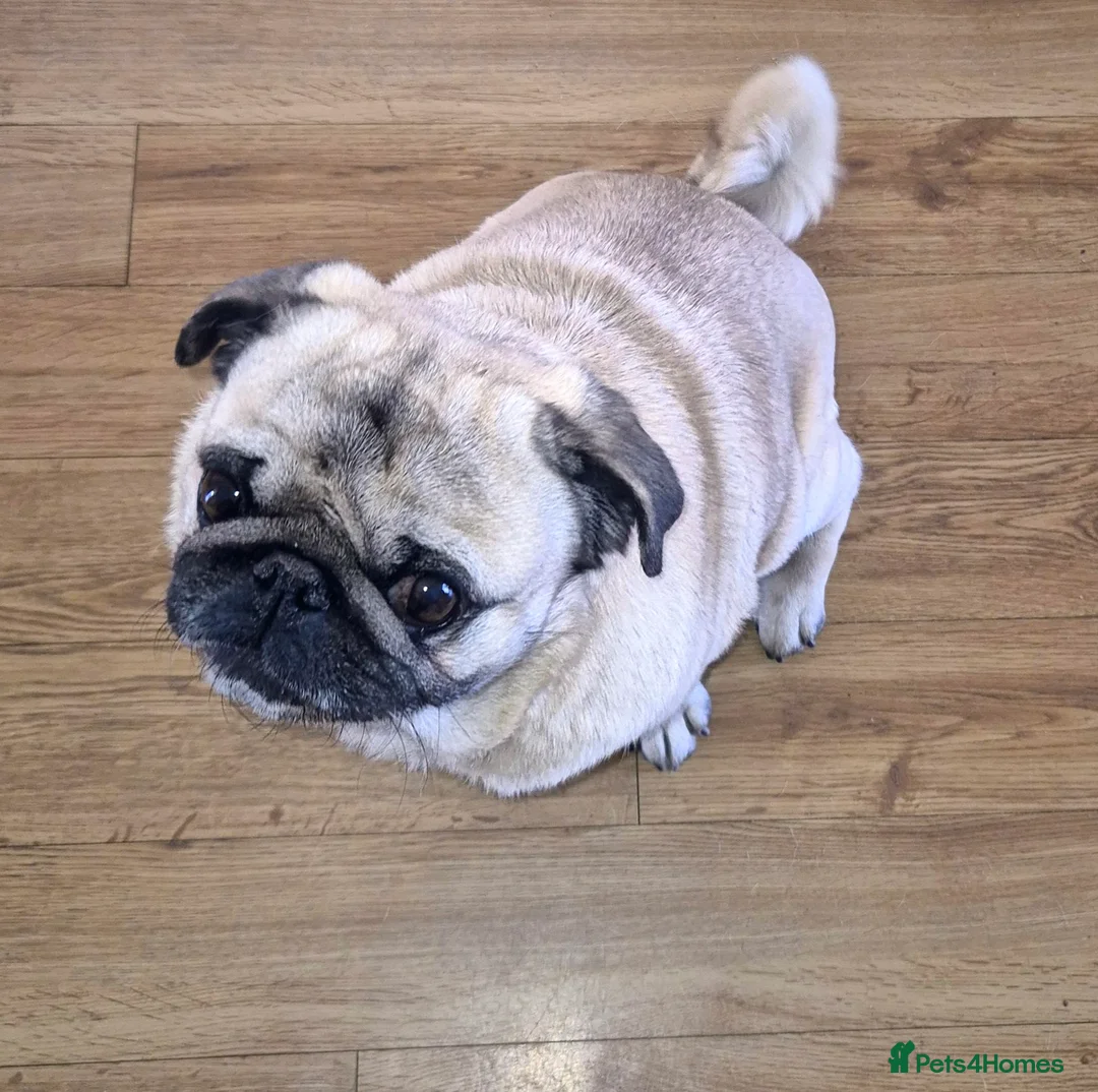 Pug dogs for adoption: Adult male pug - Advert 1