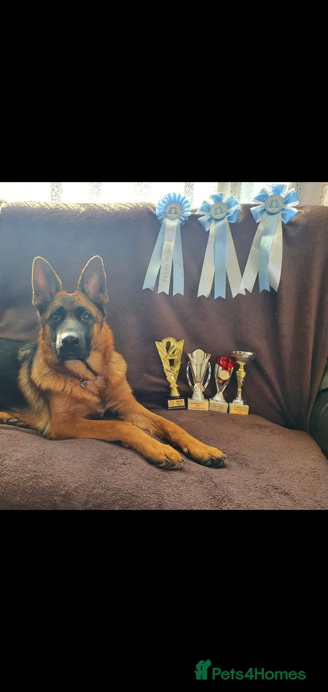 German Shepherd dogs for sale: German sheperd puppies Champion line - Advert 1