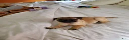 Pug dogs for sale: Fawn and black pug ready now in Liverpool - Advert 13