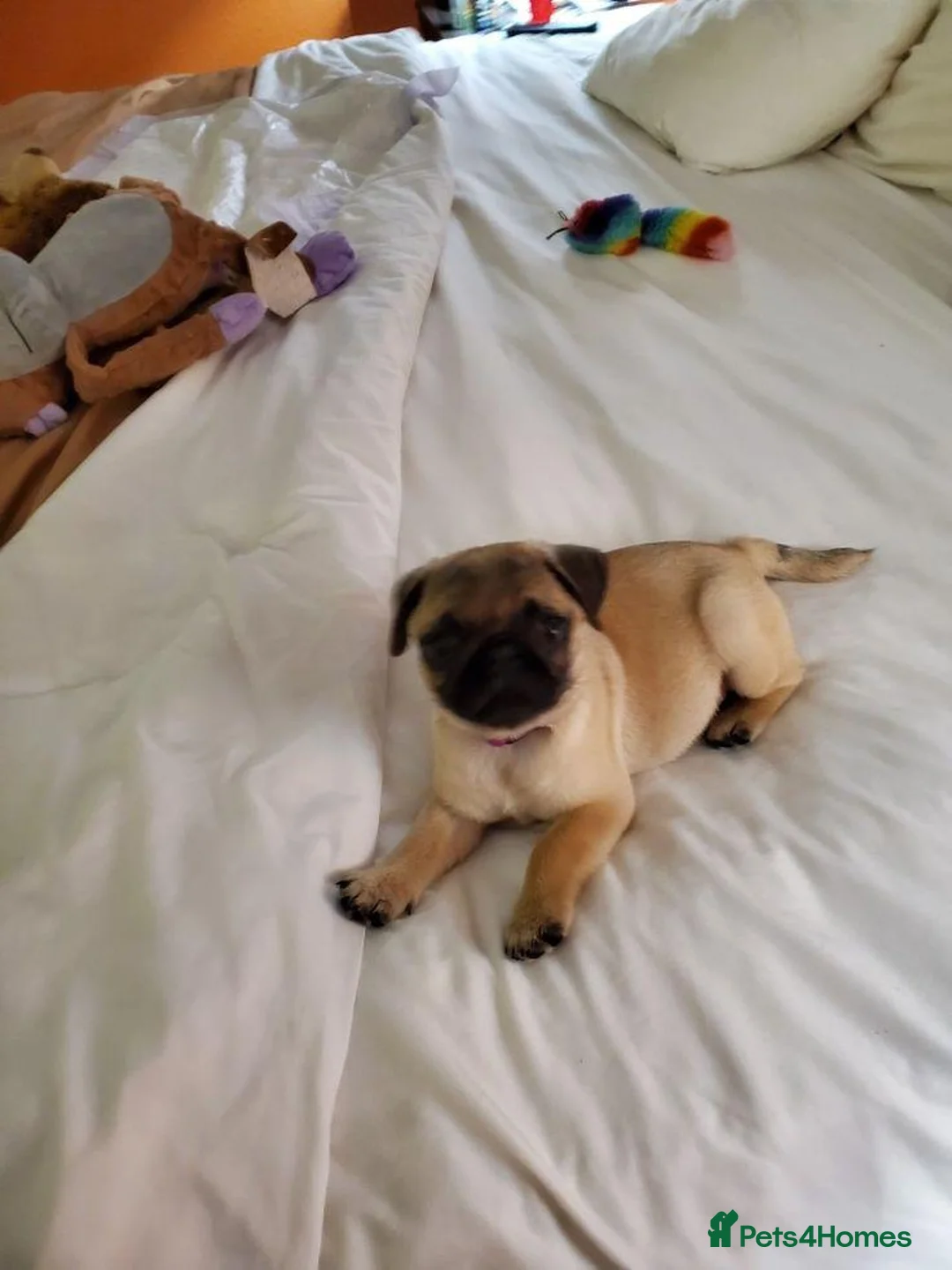 Pug dogs for sale: Fawn and black pug ready now in Liverpool - Advert 13