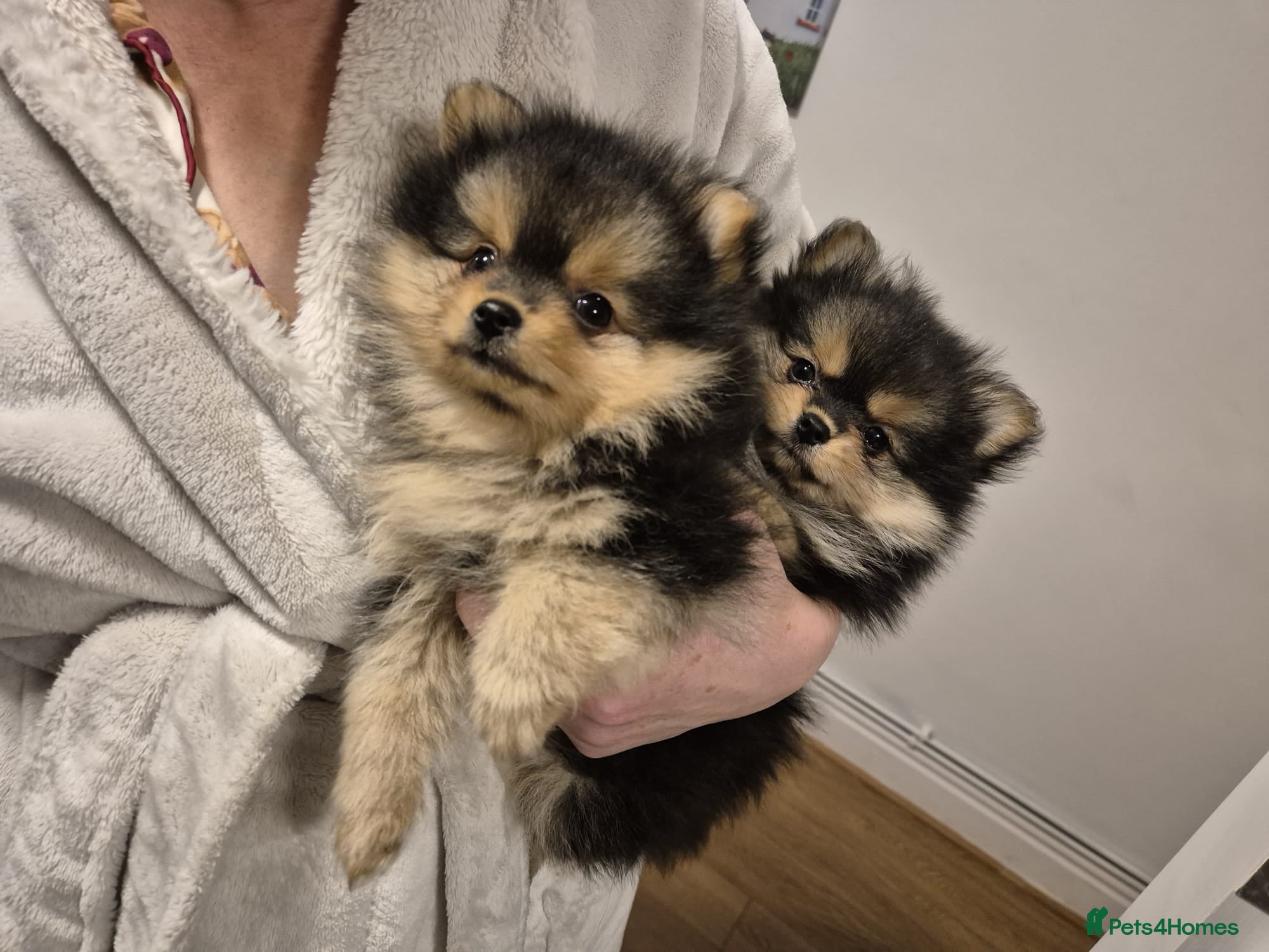 Pomeranian dogs Gorgeous miniature Pomeranian pups - Advert 2