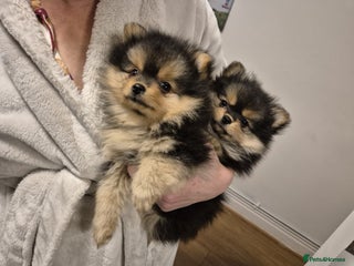 Pomeranian dogs Gorgeous miniature Pomeranian pups - Advert 2