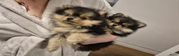 Pomeranian dogs for sale: Gorgeous  **  Pomeranian pups - Advert 7