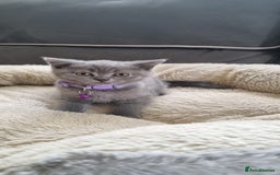British Shorthair cats for sale: 3 BEAUTIFUL BSH KITTENS FOR SALE 2 Blue 1 Lilac - Image 9