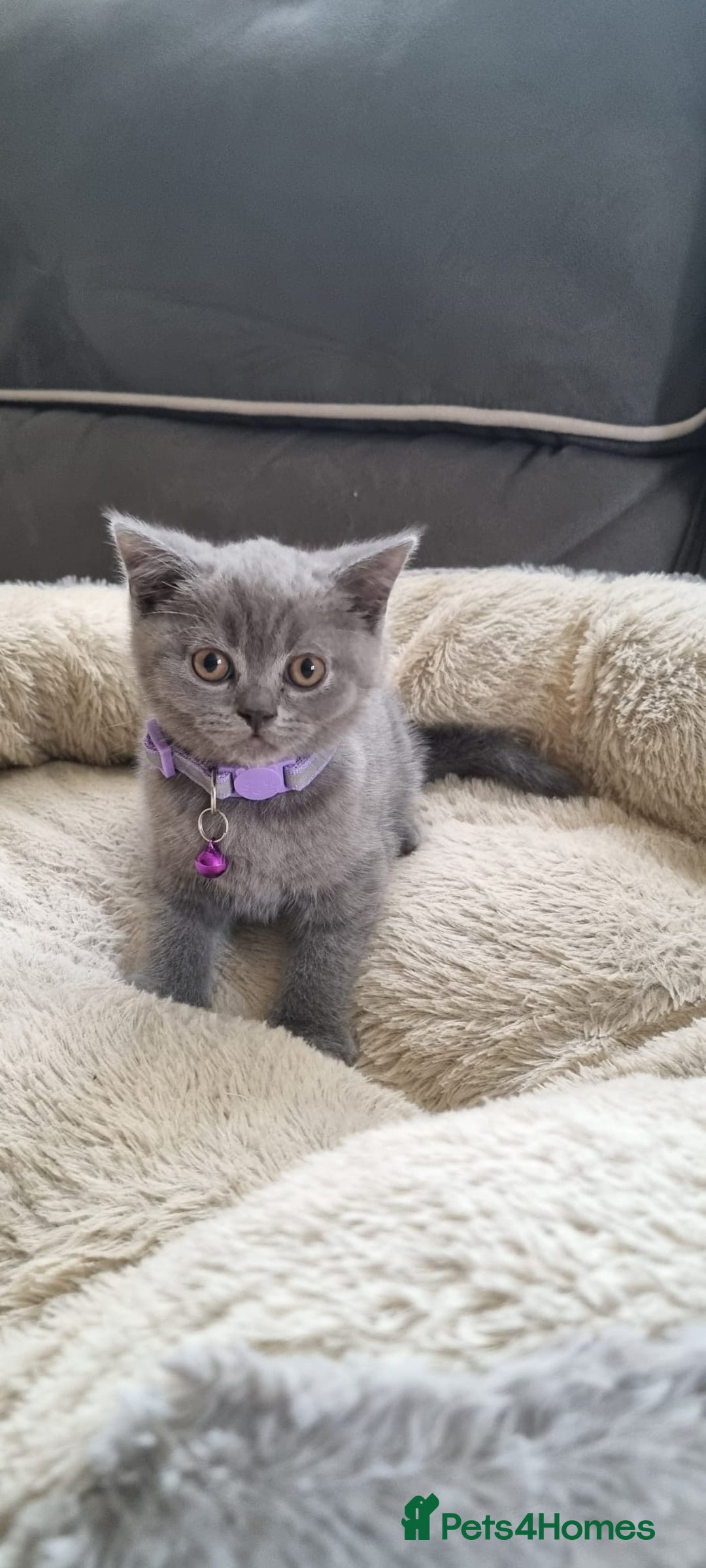 British Shorthair cats for sale: 3 BEAUTIFUL BSH KITTENS FOR SALE 2 Blue 1 Lilac - Image 9