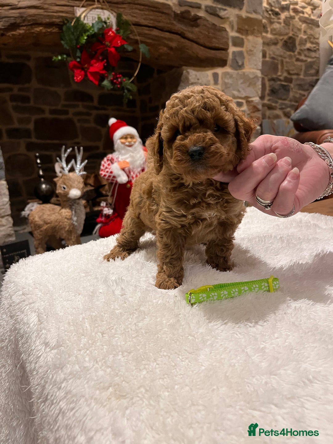 Toy Poodle dogs for sale: Stunning  Red Toy Poodle  puppies  - Advert 10