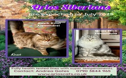 Siberian cats for sale: Hypoallergenic, fluffy, purebred healthy Siberians - Image 10