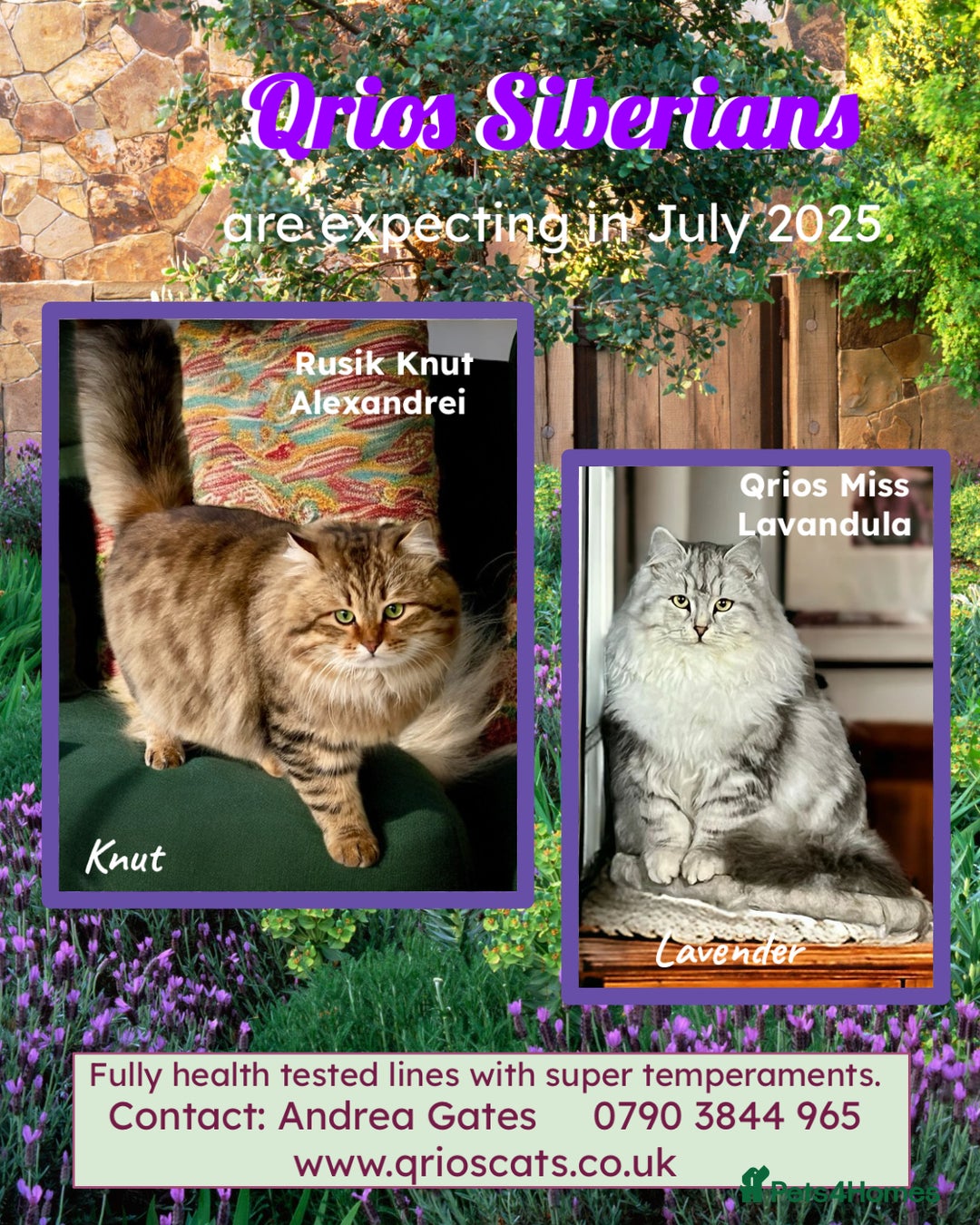 Siberian cats for sale: Hypoallergenic, fluffy, purebred healthy Siberians - Image 10